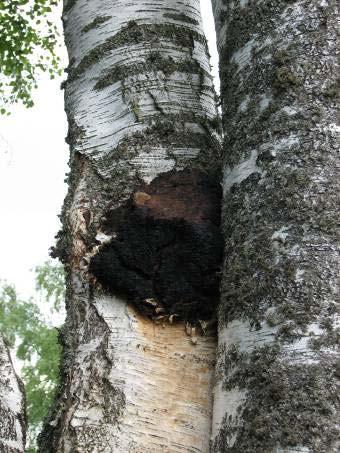 Inonotus obliquus Hniloba: ve střední vyzrálé části kmene, šíří se nahoru i dolů 1.