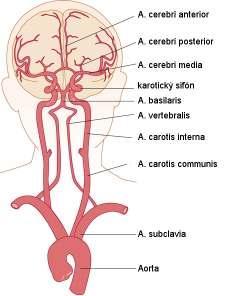Obr. 1 Schéma krvného zásobenia mozgu PATOFYZIOLÓGIA ISCHÉMIE Mozog je viac než ktorýkoľvek iný