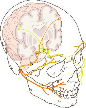 VII. Lícní nerv (n. facialis): Vzniká spojením dvou samostatných nervů Motorická + smíšenou část (senzitivní, parasympatická) Mezi mostem a oblongatou S n.