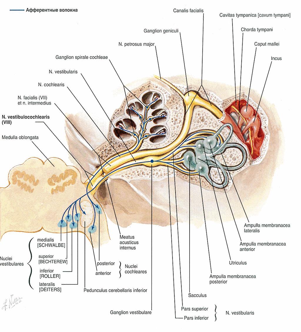VIII. Sluchorovnováţný nerv (n.
