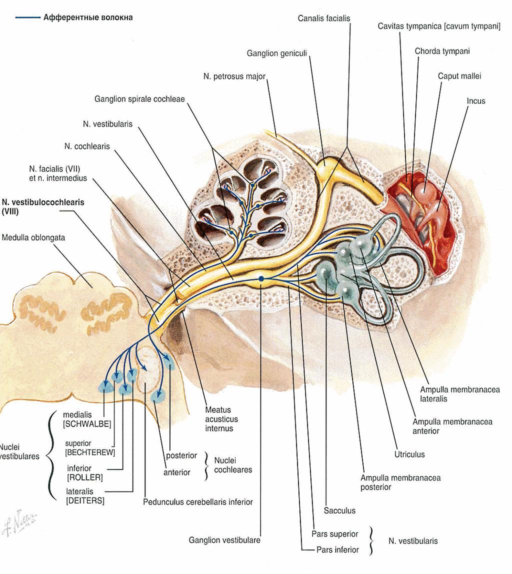 Pars vestibularis: Tvořen centrálními výběţky neuronů z ganglion vestibulare Uloţeny na dírkovaných ploténkách area vestibularis super., inf.- ve fundus meatus interni Perif.