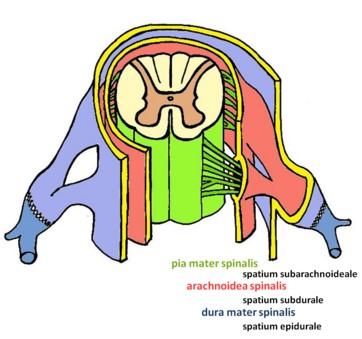 Obaly míšní: Pia mater spinalis měkká plena míšní, na povrchu míchy Arachnoidea pavoučnice, zevně od měkké pleny, volně míchu obaluje Dura mater spinalis, tvrdá