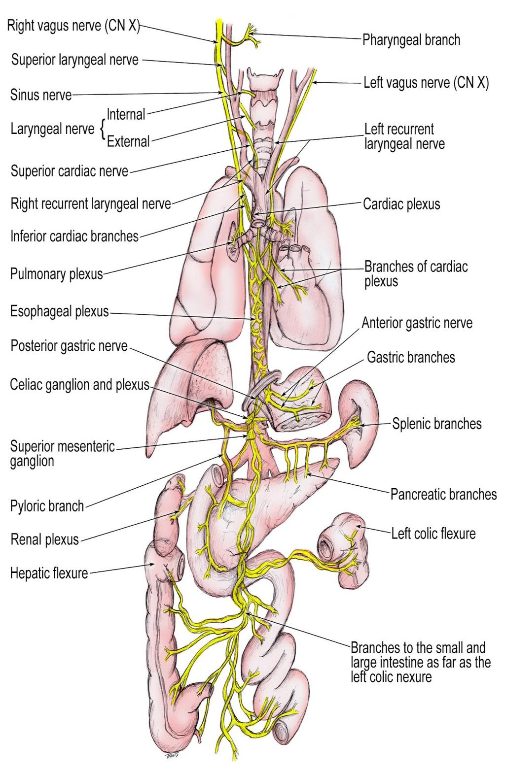 X. Bloudivý nerv (n. vagus): Ze sulcus lat. posterior oblongaty Vstupuje do foramen jugulare vstupuje do ganglion super. inf., Na krku sestupuje s v. jugul. int. a a. carotis int.