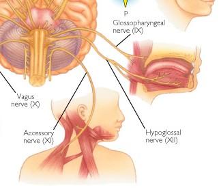 XI. Přídatný nerv (n. accesorius): Ze sulcus lat. post.