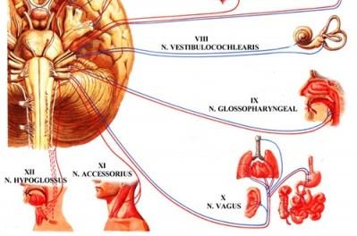 XII. Podjazykový nerv (n.hypoglossus): Vystupuje ze sulcus lat. ant. oblongaty Z lebky přes canalis n.