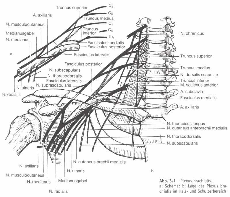 Pars supraclavicularis plexus brachialis: N. dorsalis scapulae N. suprascapularis N.