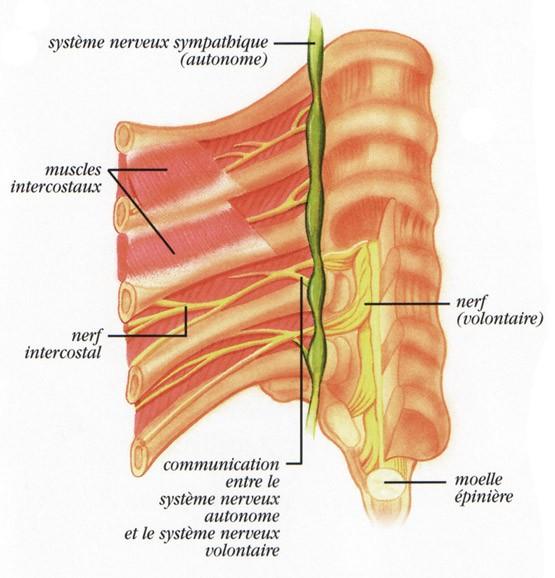 Rami anteriores nervorum thoracicorum (Th1 Th12): Přední větve hrudních nervů zachovávají