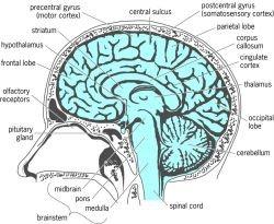 Mozek (encephalon): 1 350 1 500g Novorozenec 350 400g Růst mozku je ukončen kolem 30.