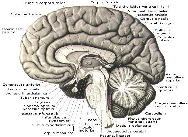 Prodlouţená mícha (medulla oblongata) Varolův most (pons) Mozeček (cerebellum)