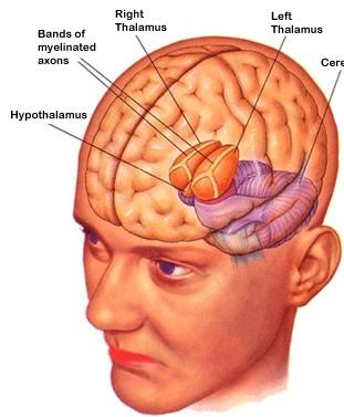 Thalamus: Vejčitý tvar Přední konec vybíhá v hrbolek (tuberculum anterius thalami) 1 Zadní rozšířený konec (pulvinar thalami) nad lamina tecti Laterálně