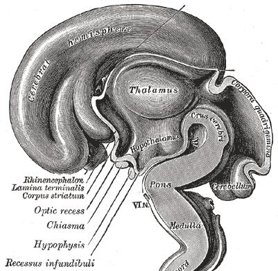 Methathalamus: Na zadní stranu diencephala navazují zespodu dva hrbolky - (corpus geniculatum mediale, laterale) 12, 11 Rostrální