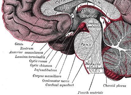 interpeduncularis Corpus