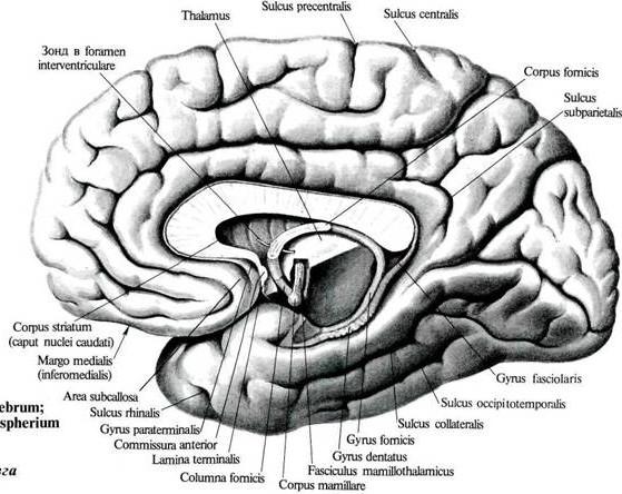 Gyrus paraterminalis Sulcus