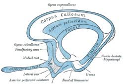 Septum pellucidum: Mezi collumna fornicis a zadní stranou genu corporis callosi a truncus corporis