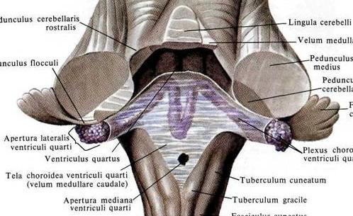 Příčně orientované pruhy (striae medullares) Recessus lateralis lat.