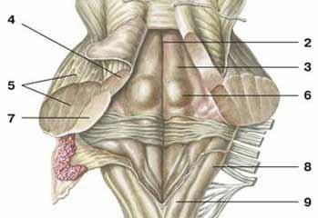 mozečku, přední velum medullare superius) Připojeno kaudalně -Tela choroidea ventriculi quarti - vybíhá do