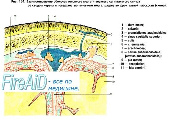 Měkká plena: (leptomeninx) Dvě samostatné blány Zevní