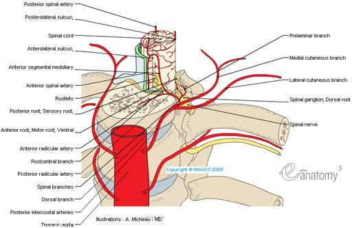 rr. radiculares anterior: vytváří na přední straně míchy a.