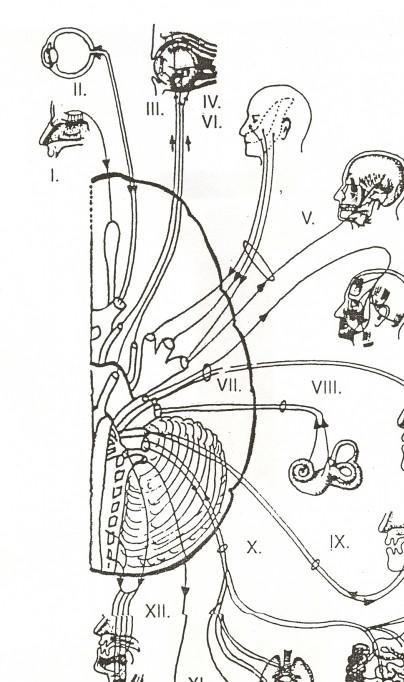 III. Okohybný nerv (n. oculomotorius): Silný, odstupuje z mozk. kmene na spodní straně středního mozku ve fossa interpeduncularis v sulcus n.