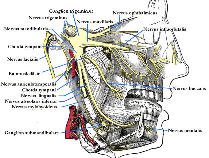 N. maxillaris: Po výstupu z gangliomu opouští dutinu lebeční přes foramen rotundum do fossa ptherygopalatina