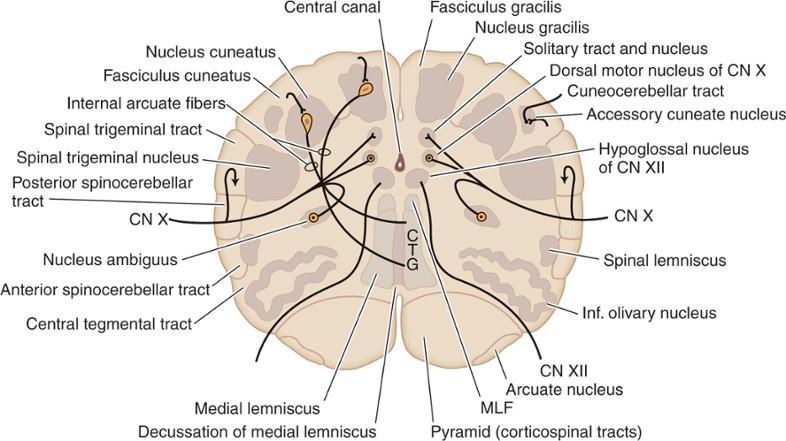 Medulla oblongata řídící centra pro: dýchání, TK, srdeční činnost - jsou součástí