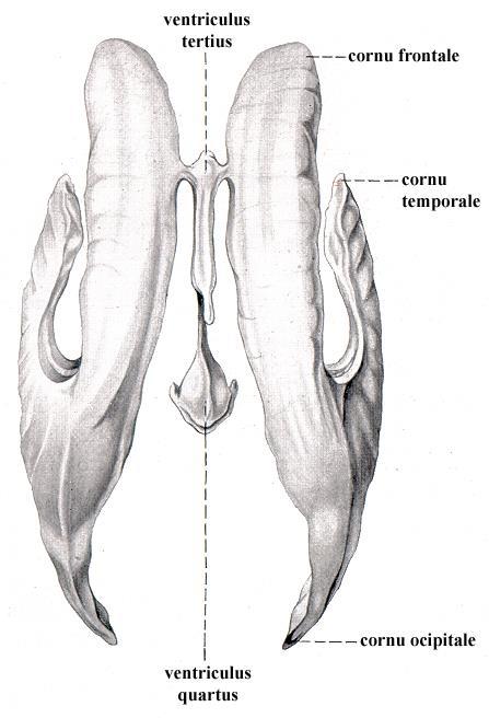 Ventriculus lateralis (párový) cornu frontale/anterius pars