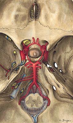 Arteria carotis interna pars cerebralis a. ophthalmica a. hypophysialis superior a. communicans posterior a.