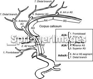 Arteria cerebri anterior části http://www.