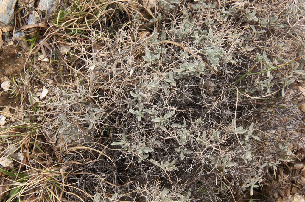 Vella spinosa Pyrenejský poloostrov Sierra