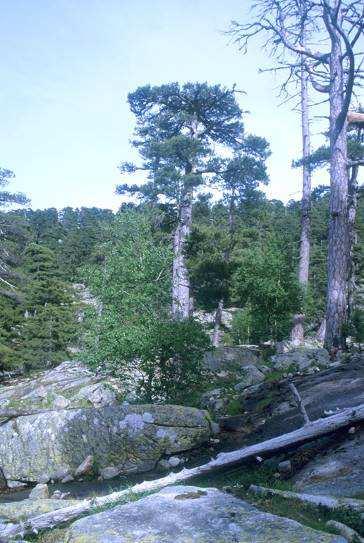 Korsika nejvyšší hora: Monte Cintu, 2710 m převaha žul a rul mezomediteránní stupeň Quercus ilex, Q.