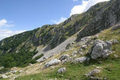 sylvatica), místy porosty Pinus nigra ve vrcholových partiích místy Pinus mugo a Juniperus