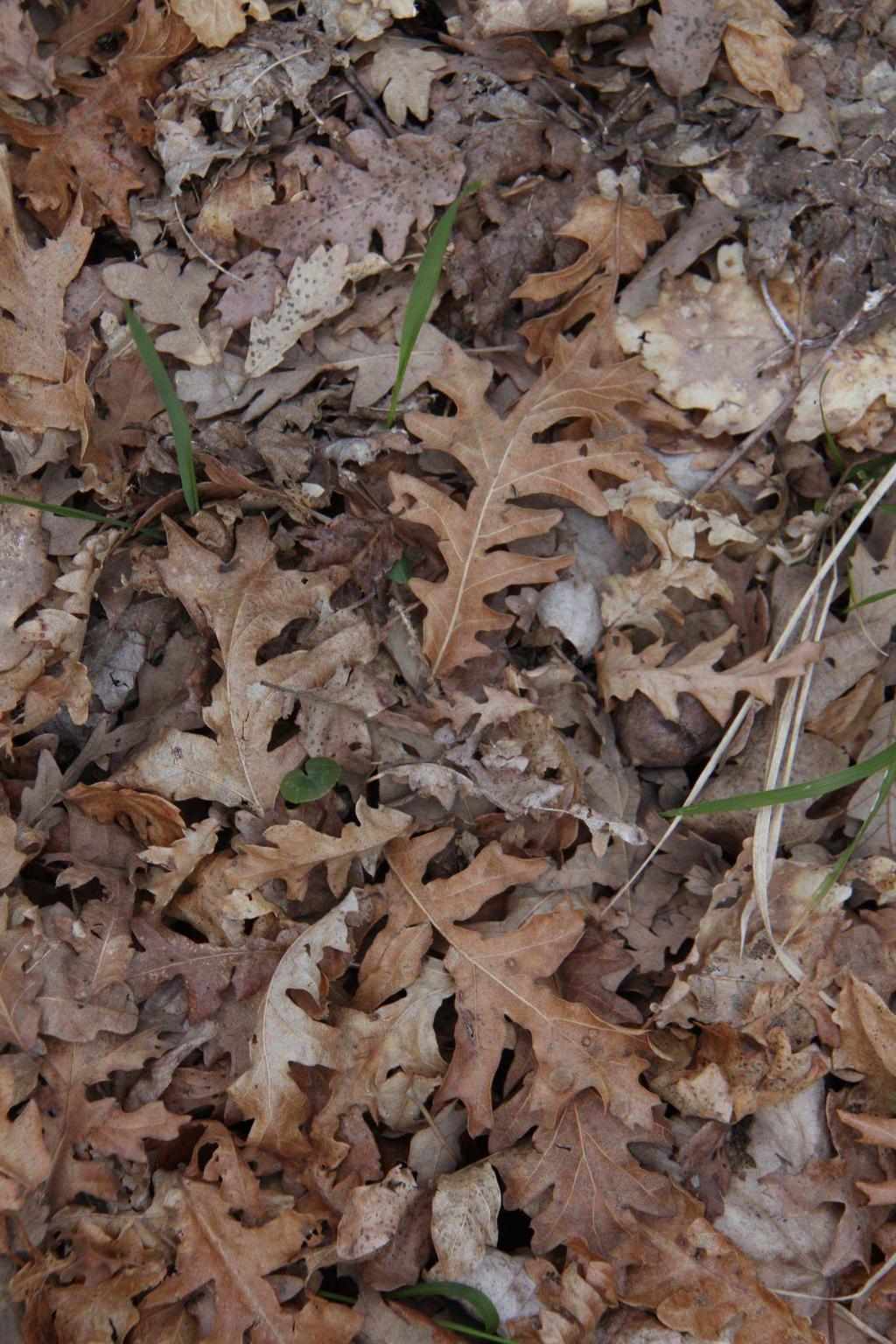 Quercus cerris a Ostrya