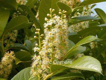 ponticum, Prunus laurocerasus, Daphne pontica, Vaccinium arctostaphylos bučiny