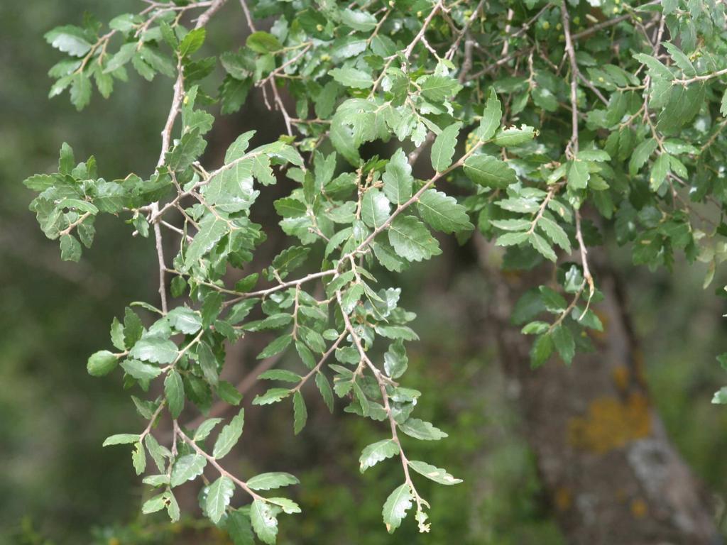 Kréta Zelkova abelicea