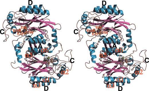 1.1.3. Struktura Monomery enzymů superrodiny nitrilas tvoří sandwich, který se shlukuje a tvoří 8 vrstvový - dimer (obr.1) 19.