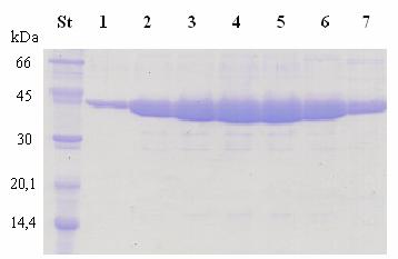 crassa s His-kotvou na N-konci. Z obrázku 9 A je vidět, že nejvíce proteinu u NCC je obsaženo ve 2. a 3. frakci, která odpovídá středu elučního vrcholu.