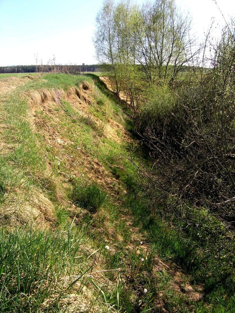 Heneberg, P. (2010): Analýza vlivu managementu břehule říční na Apocrita 11 zjištěné nomády jsou kleptoparazity včel z rodu Andrena, N. panzeri je kleptoparazitem druhu Andrena helvola.