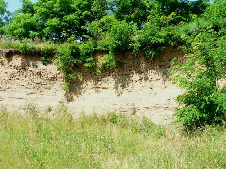 Heneberg, P. (2010): Analýza vlivu managementu břehule říční na Apocrita 16 (Heneberg 2009a).