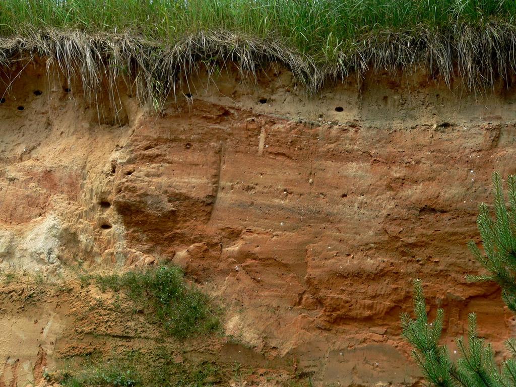 Heneberg, P. (2010): Analýza vlivu managementu břehule říční na Apocrita 5 Obr.