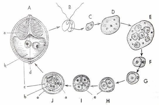 Kmen: Rybomorky (Myxozoa) *