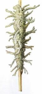 - Žahavci (Cnidaria) Třílistí (Triblastica) Tělo se vyvíjí ze 3 zárodečných listů, 2 vývojové