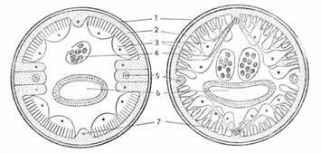 Kmen: Hlístice (Nematoda) * Oblé tělo (válcovité, vláknité), 0,5 mm - 8 m *