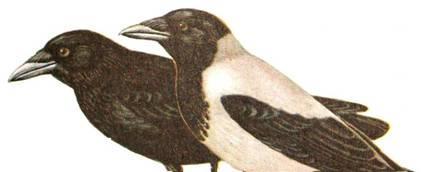 * Biospecies (biologický druh) * Morfospecies * Chronospecies Definice druhu * Speciace * Subspecies (poddruh) Corvus corone