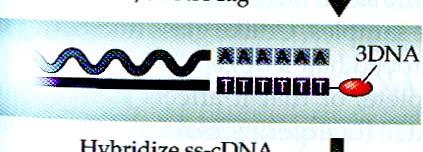 Ten je po hybridizaci rozeznán protilátkou s navázanými