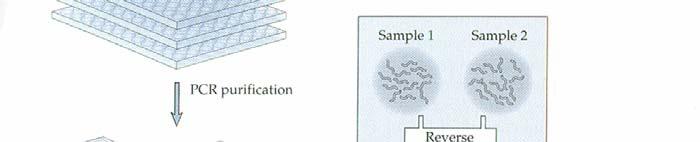 Princip: cdna microarray - na mikroskopické sklíčko se kovalentně navážou malá