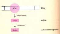 DNA přepsána na mrna Tři kroky Začátek syntézy RNA Prodlužování řetězce mrna Ukončení syntézy mrna Začátek transkripce RNA polymerasa U bakterií jedna U E.