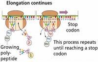 syntézy Polyribozomy (polyzomy) Proteinový řetězec roste od N konce po C konec Schematické znázornění prodlužování Učebnice Madigan a kol., obr. 7.29, str.