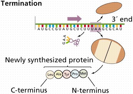 a uvolňují se z mrna (znovu se spojí při vazbě na mrna) Polyribozomy (polyzomy) Skládání proteinů Terminace Nutné pro správnou funkci proteinu Spontánně nebo Pomocí molekulárních chaperonů