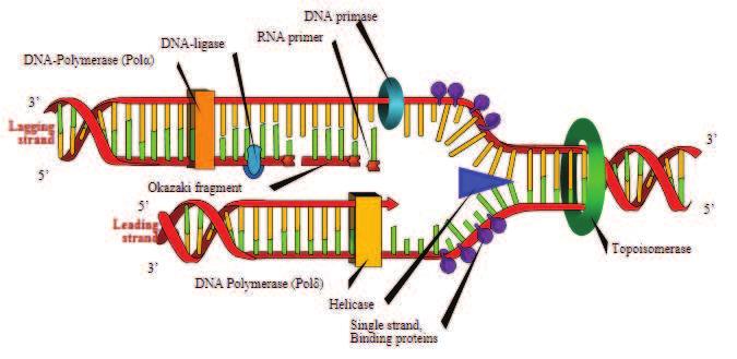 Replikace DNA je schopnost zajiš ující d di nost. Pro rozmnožování je nezbytné, aby potomek dostal plnohodnotnou genetickou informaci.