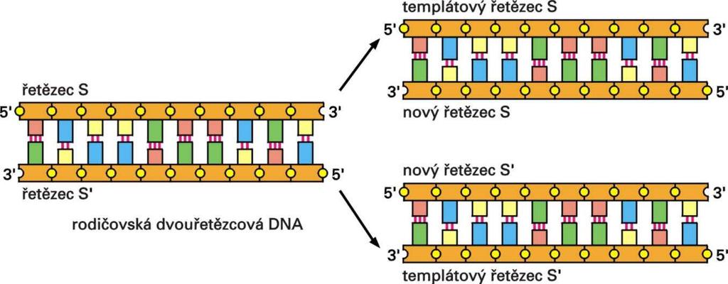 Replikace DNA původní vlákno = matrice, templát G A C A C G T A C T G T G C